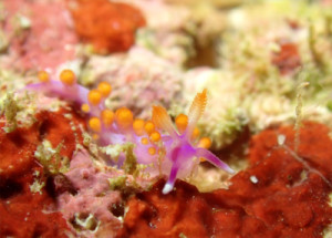 ルージュミノウミウシ