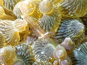 カザリイソギンチャクエビ