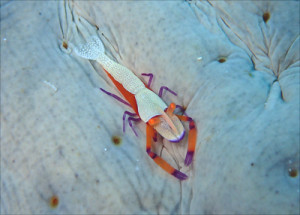 ウミウシカクレエビ