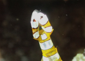 イソギンチャクモエビ