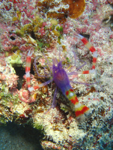 バイオレットボクサーシュリンプ