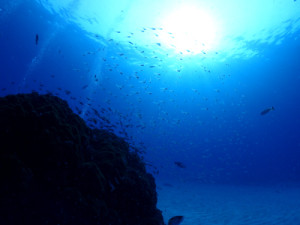 透明度抜群の砂地の根