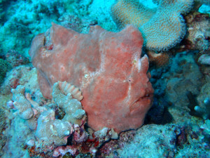 オオモンカエルアンコウ