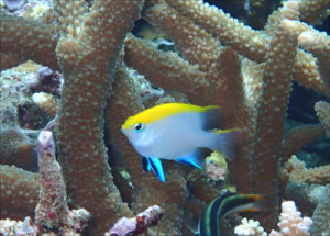 クロスズメダイｙｇ