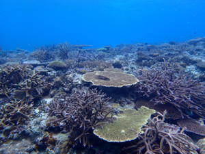 サンゴの群生