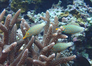 テングカワハギ