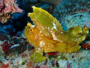 ハダカハオコゼ