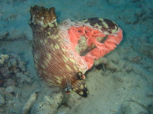 ブッシュドノエルウミウシ