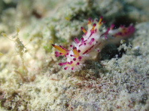 センヒメウミウシ