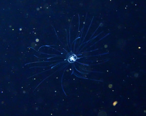 ライトトラップ