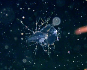 セミエビの仲間