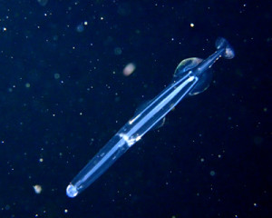 ライトトラップ