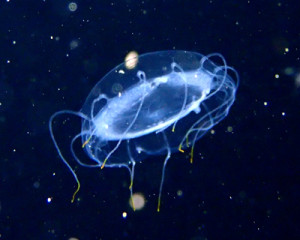 クラゲの仲間