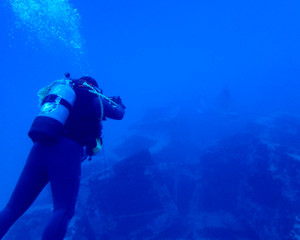 マダラトビエイとゲストさん