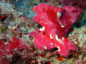 ハダカハオコゼ