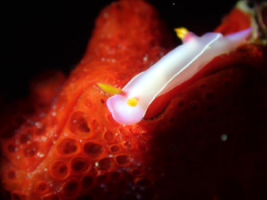 ゾウゲイロウミウシレッドカーペット