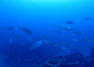 ヒレナガカンパチ