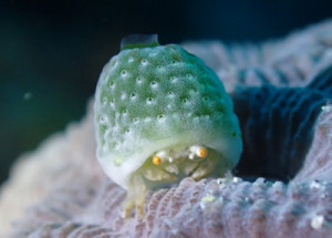 ユキンコボウシガニ