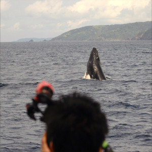 ホエールウォッチング