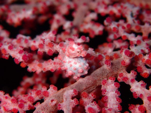 ピグミーシーホース