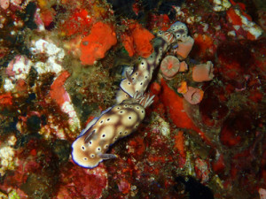 マダライロウミウシ