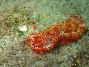 ミカドウミウシ