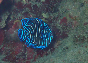 サザナミヤッコ幼魚