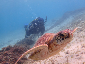 フレンドリーなウミガメ