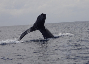 フルークアップ