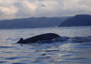 フルークアップ