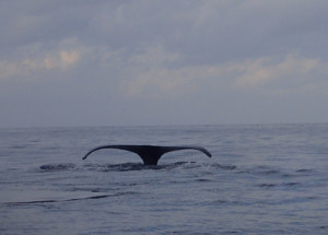 フルークアップ