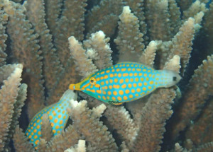 テングカワハギ