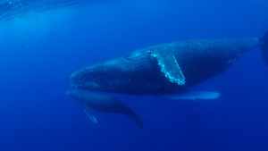 ホエールスイム