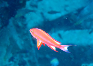 フチドリハナダイ