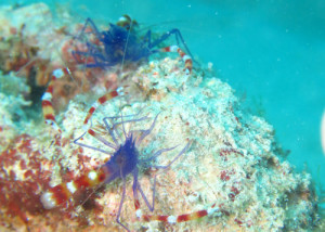 バイオレットボクサーシュリンプ