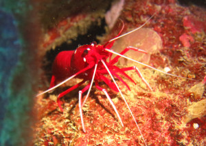 ホワイトソックス