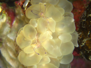 バブルコーラルシュリンプ