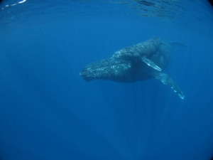 ホエールスイム