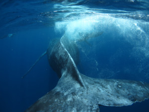 ホエールスイム