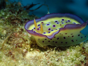 オトヒメウミウシ