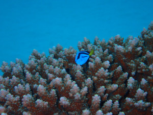 ナンヨウハギの幼魚