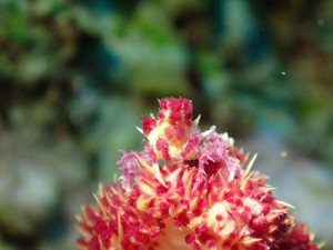 イソコンペイトウガニ