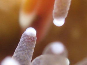 アザミサンゴの触手