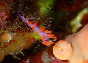 ルージュミノウミウシ