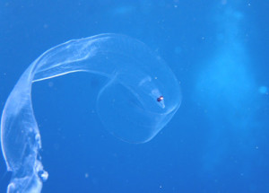 レプトケファルス幼生