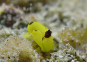 キイロウミコチョウ