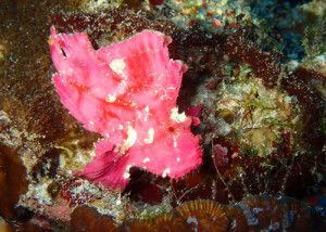 ハダカハオコゼ