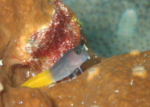 フタイロカエルウオ