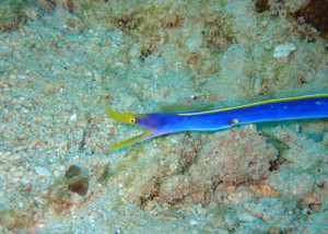 ハナヒゲウツボ