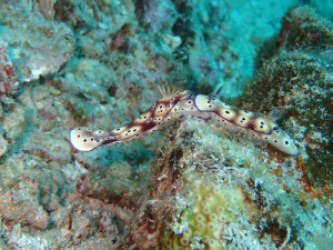 マダライロウミウシ